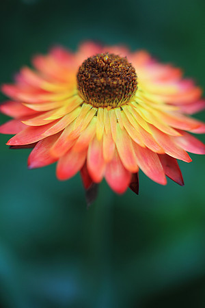 Radiant 2