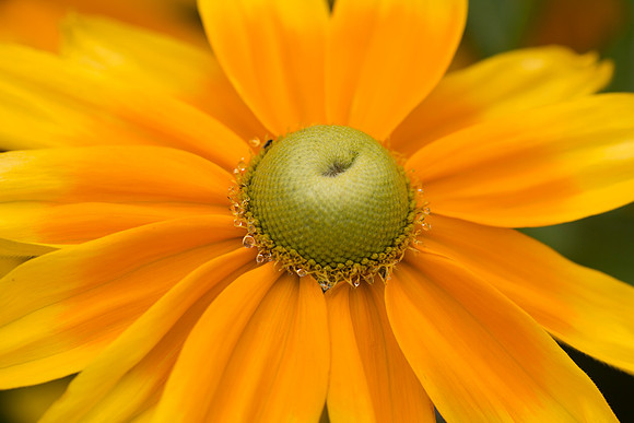 Crown of Dew