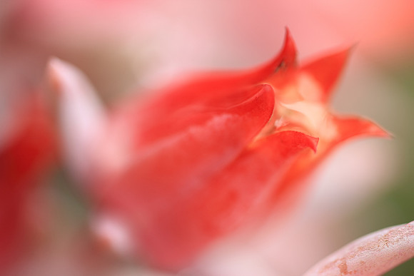 Cactus Flower